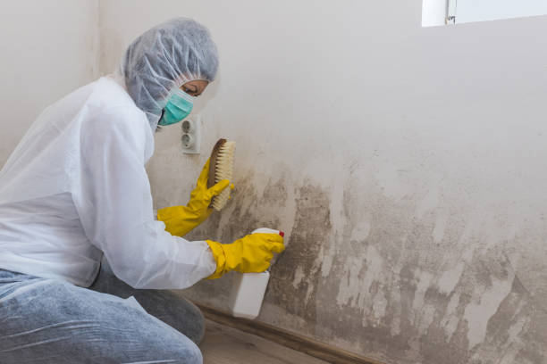 Best Preventive Mold Services in Denton, TX