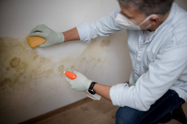 Best DIY Mold Remediation Support Services in Denton, TX
