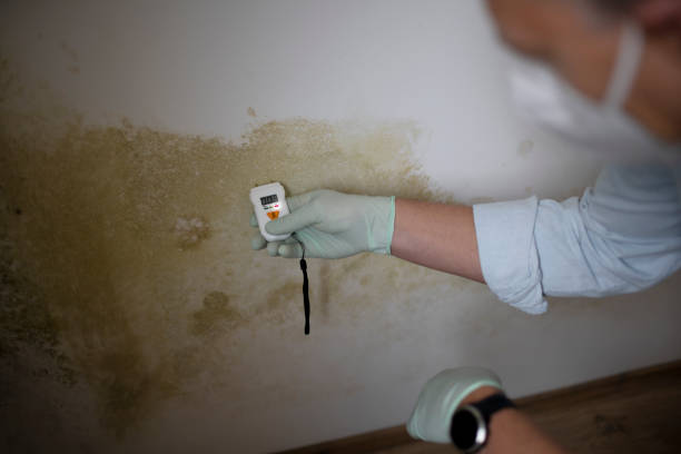Best Residential Mold Remediation in Denton, TX