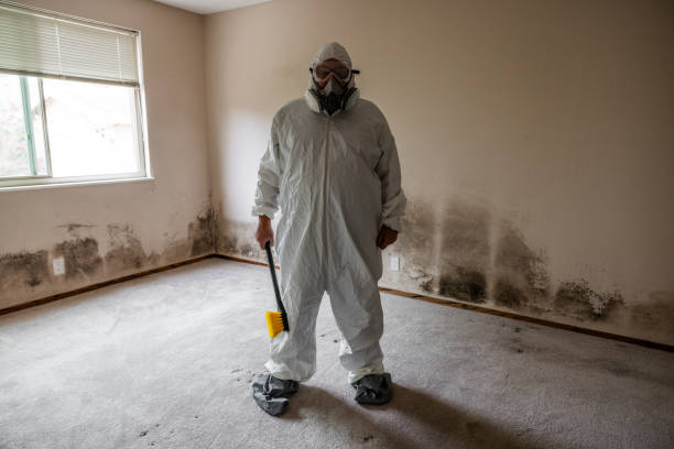 Best Localized Mold Remediation (e.g., coastal areas, humid climates) in Denton, TX